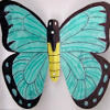 Boxed Butterfly