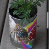 Can Flower Pot
