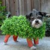 Chia Pet Dog Costume