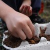 Egg Crate Garden Starters