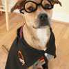 Harry Potter Dog Costume