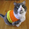 Pet Candy Corn Sweater