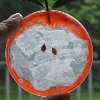 Plastic Lid Apples