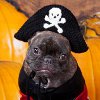 Pirate Puppy Crochet Hat Pattern
