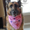 Valentines Day Pet Bandanas