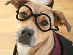 Harry Potter Dog Costume-10