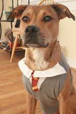 Harry Potter Dog Costume-6