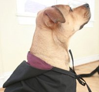 Harry Potter Dog Costume-7